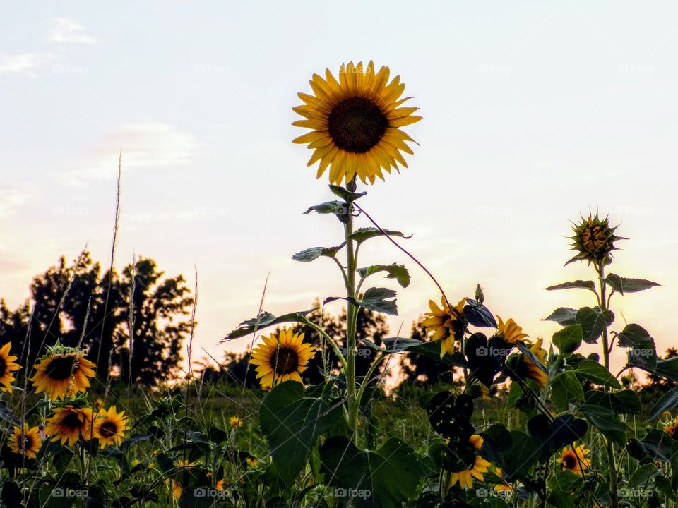 Heads above the rest