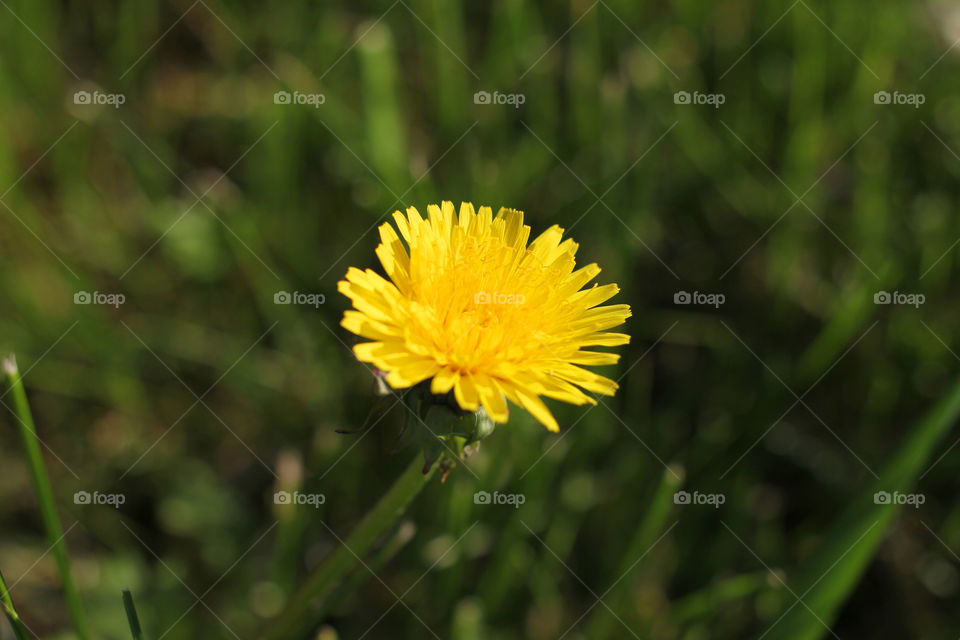 Dandelion, flower, vegetation, plants, meadow, meadow, village, sun, summer, heat, nature, landscape, still life, yellow, white, beautiful, furry,