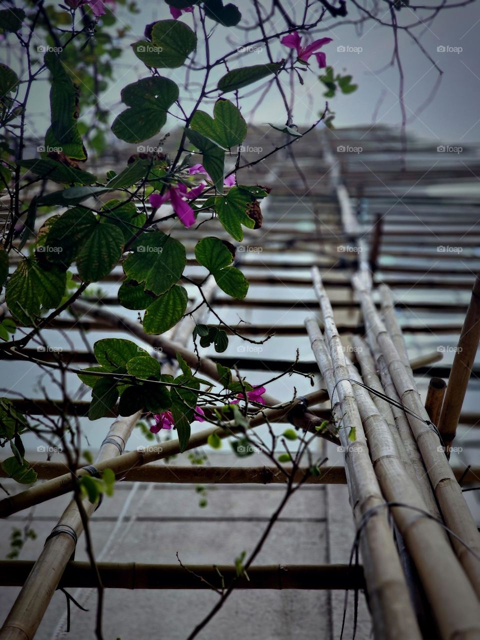 Flowers, leaves, and bamboo scaffold