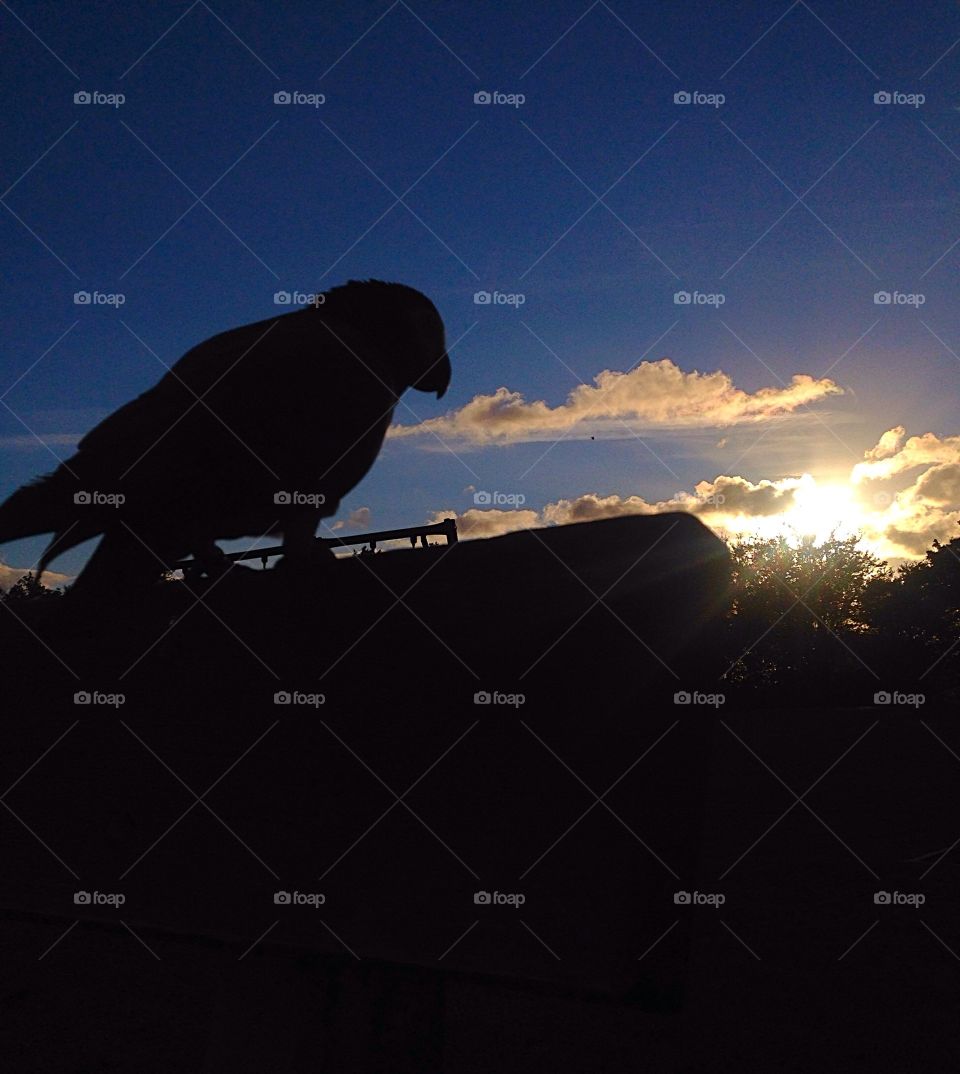 Parrot. Enjoying an amazing sunset