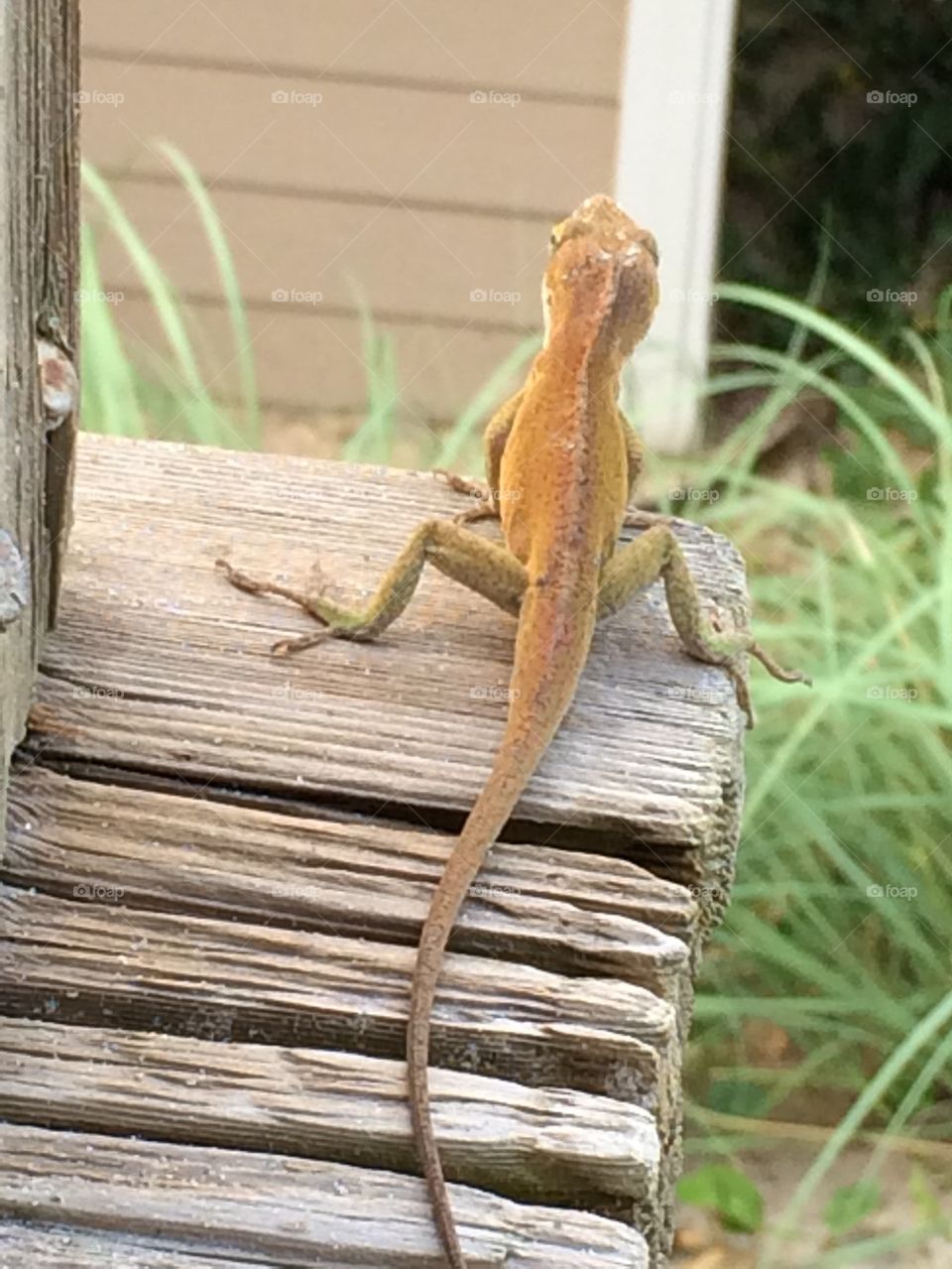 Lizard