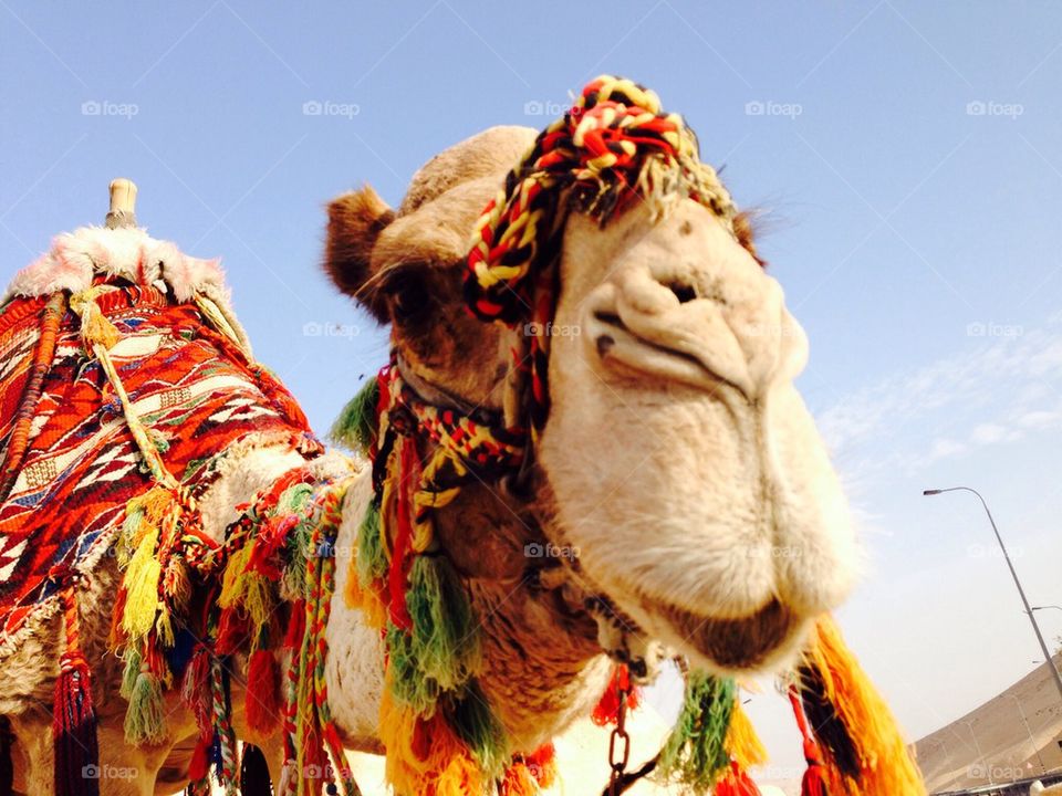 Camel