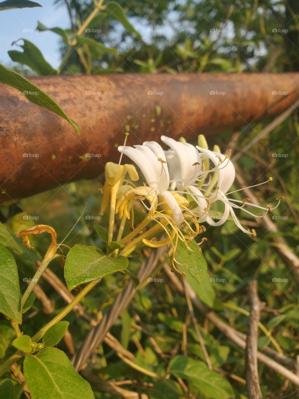 Honeysuckle on the fence