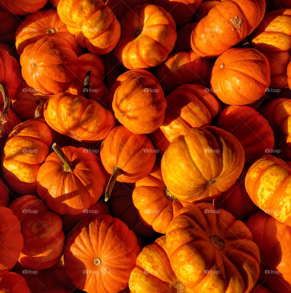 Tiny pumpkins—taken in Dyer, Indiana 