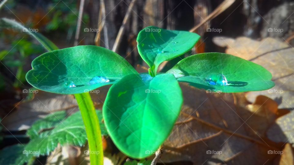 Four-leaf clover brings good luck🍀