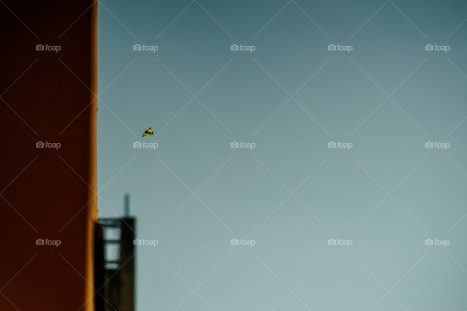 Butterfly flying on the sky