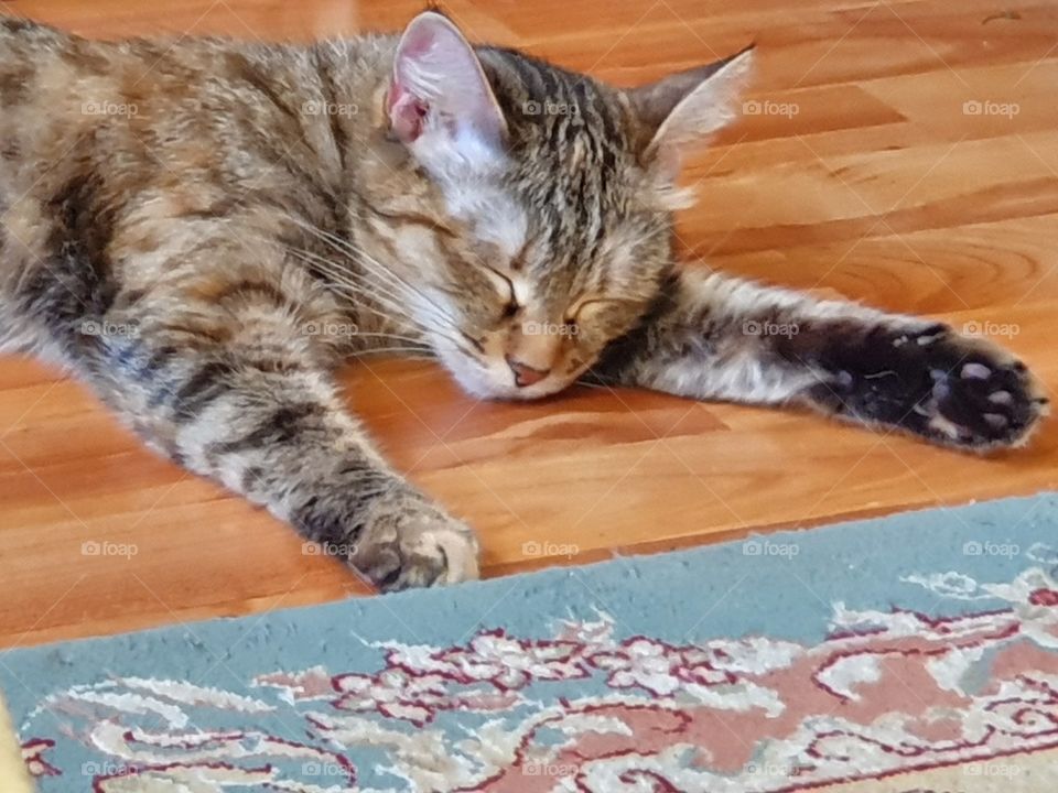 cat sleeping under window light
