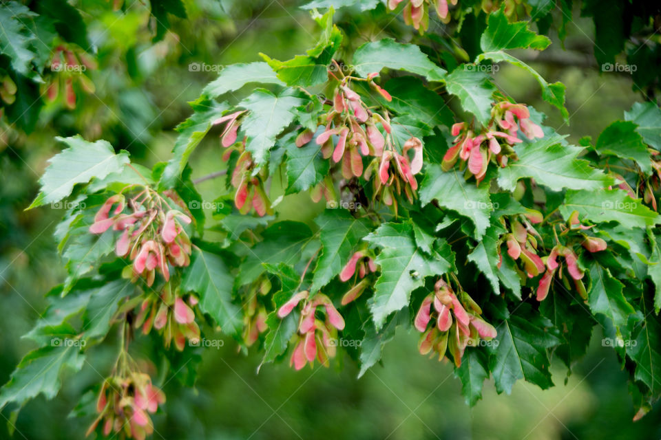 Close-up of green maple leaves