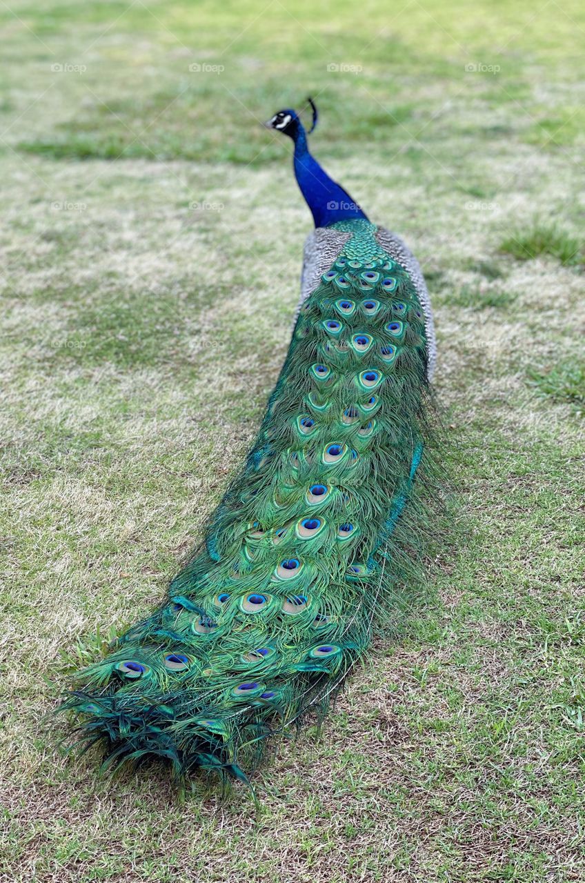 Peacock 