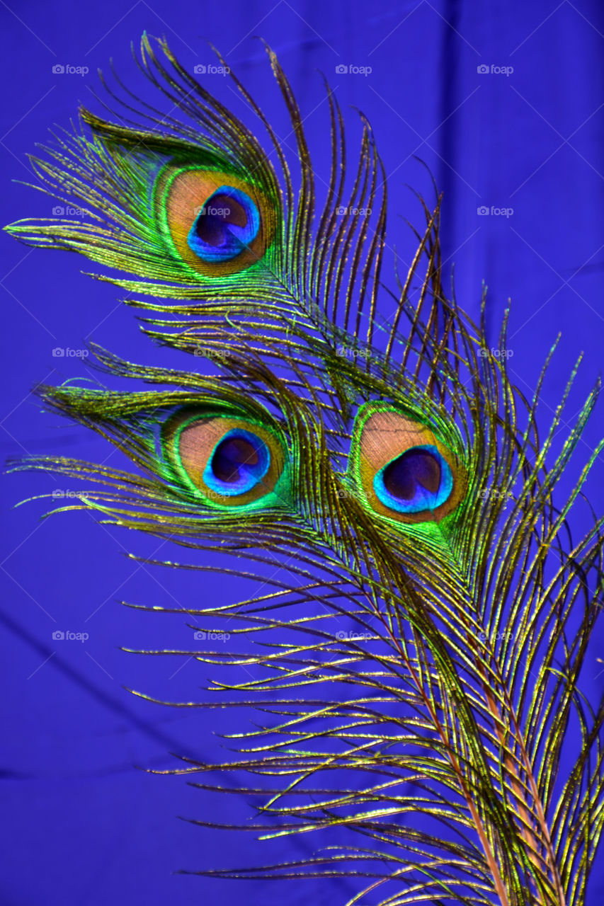 Peacock feathers