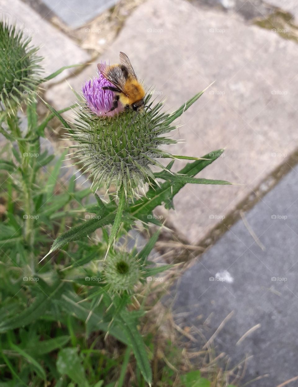 mauve thistle and a bee