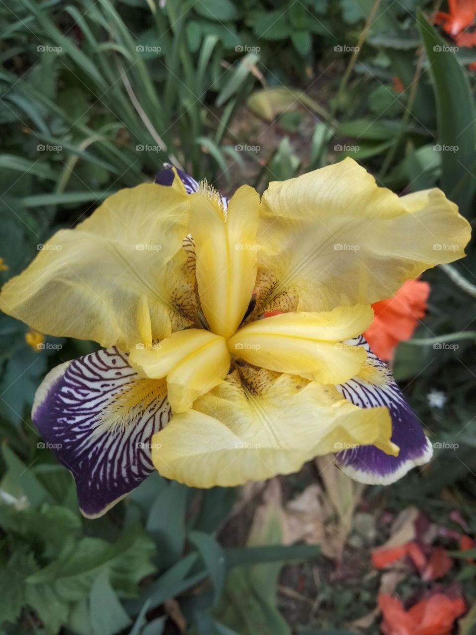 a bright single flower grows on a green field