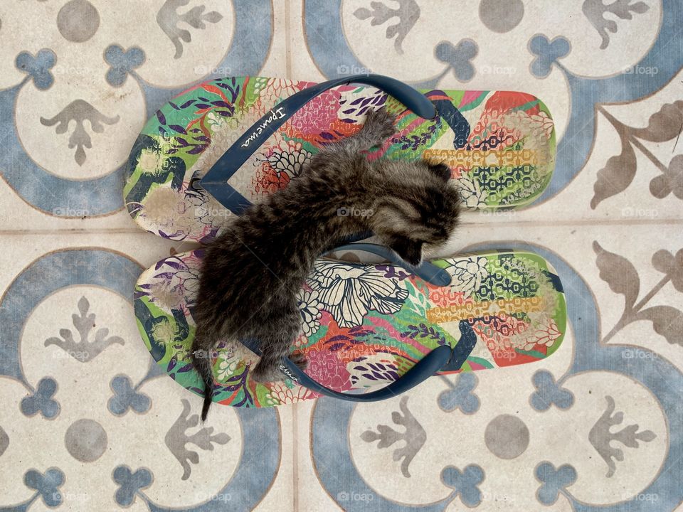 Kitten over flip-flop 