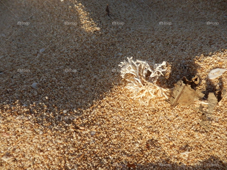 Closeup of white sand in golden hour sunlight with ocean sea shells driftwood and coral conceptual background 