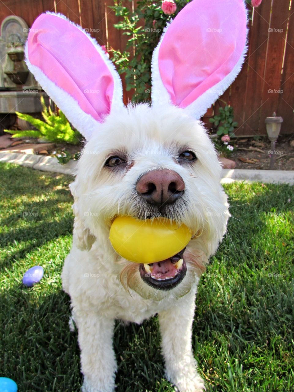 Easter Puppy Close Up