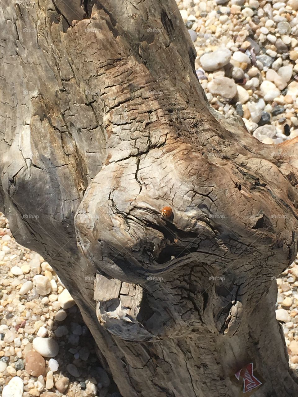 An old log found on the beach