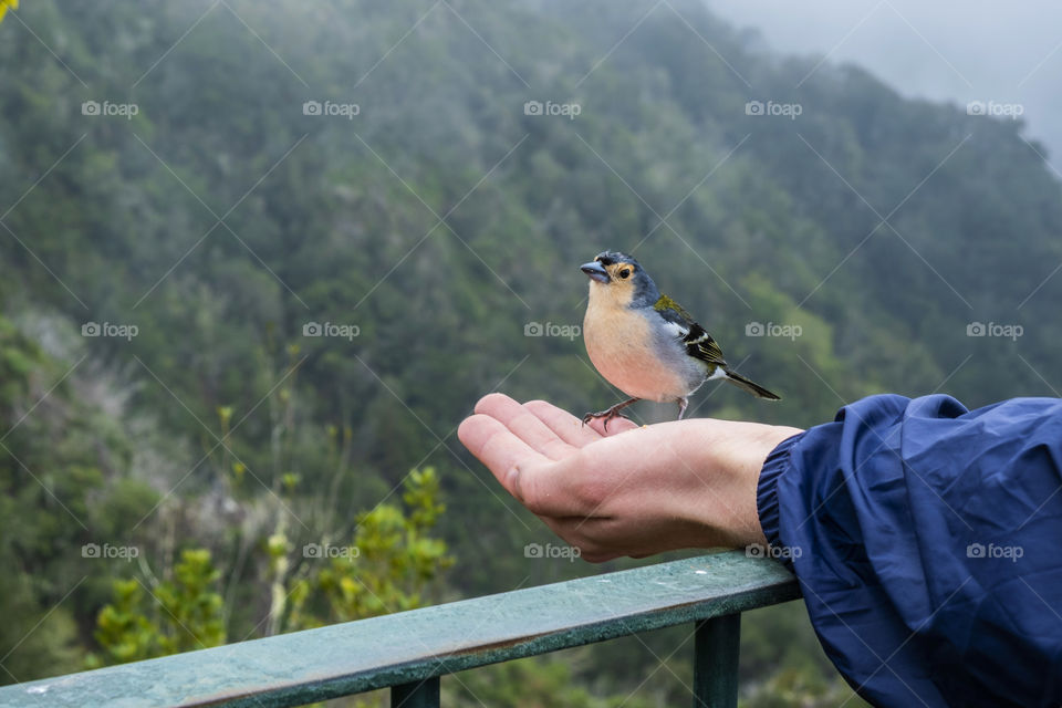 One wild bird in a hand boy and a forest landscape 