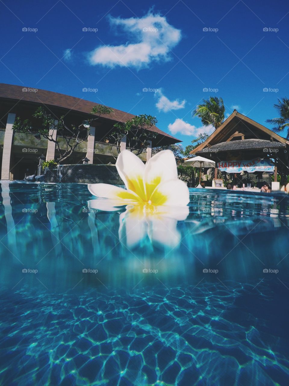 Bali flower. Poolside in Bali