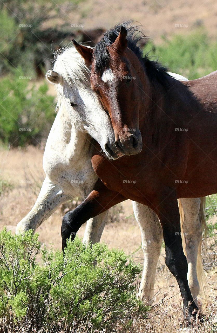 Wild Stallions Sparring in Desert
