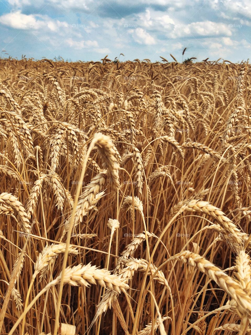 after Ukrainian wheat