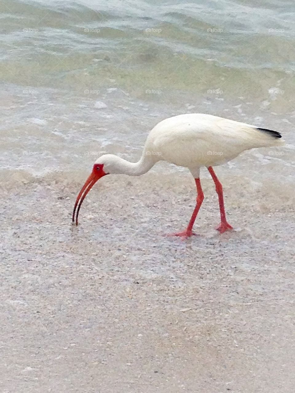 Florida ibis