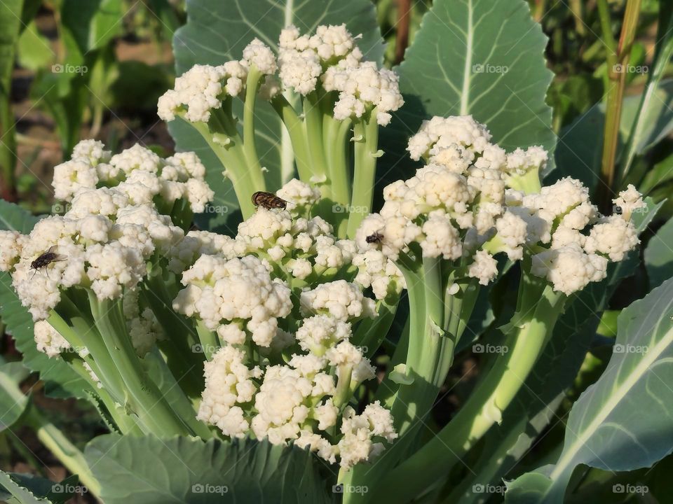 Cauliflower plant