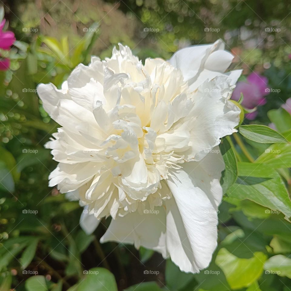 White peony