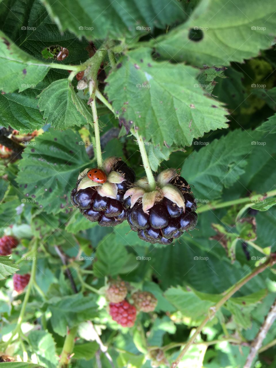 Berries with ladybird 