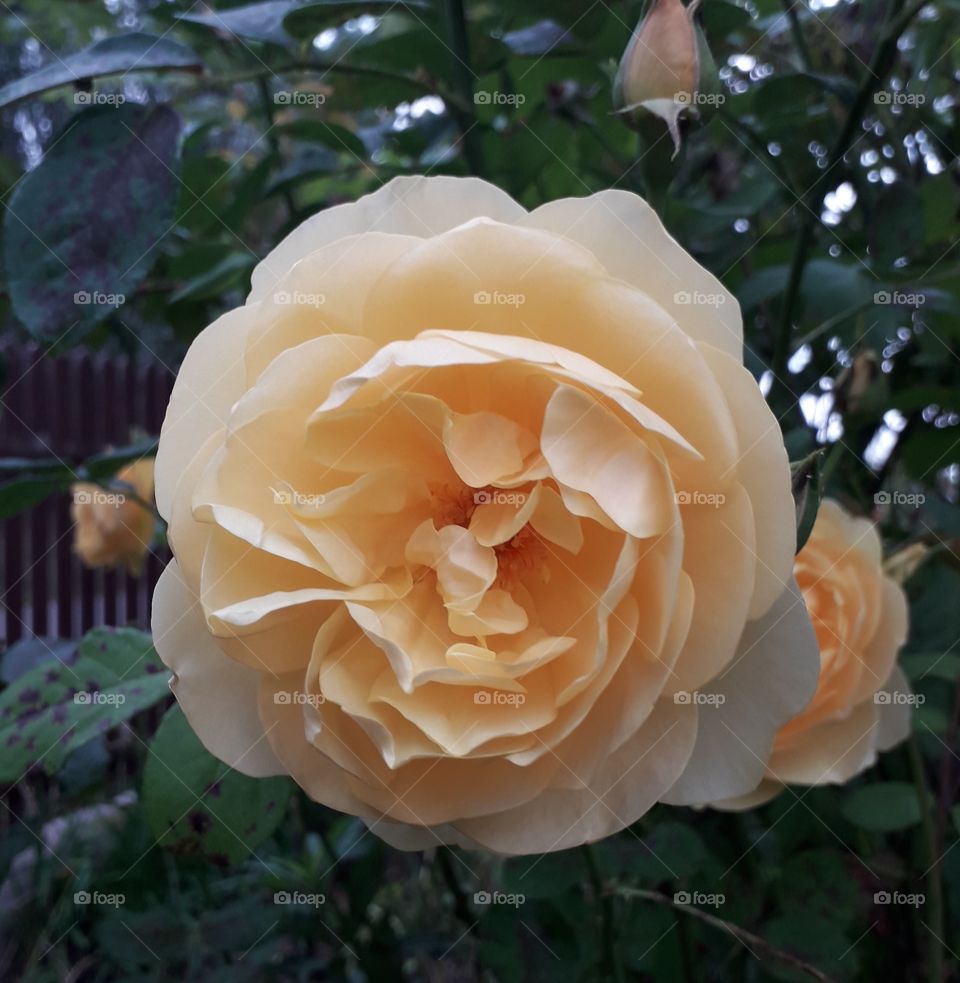 golden rose in full bloom with some buds deny autumn