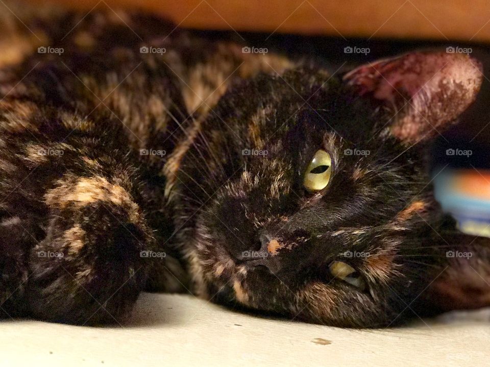 Crazy lazy kitty cat. 