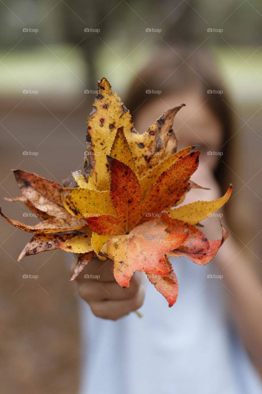 Autumn colors