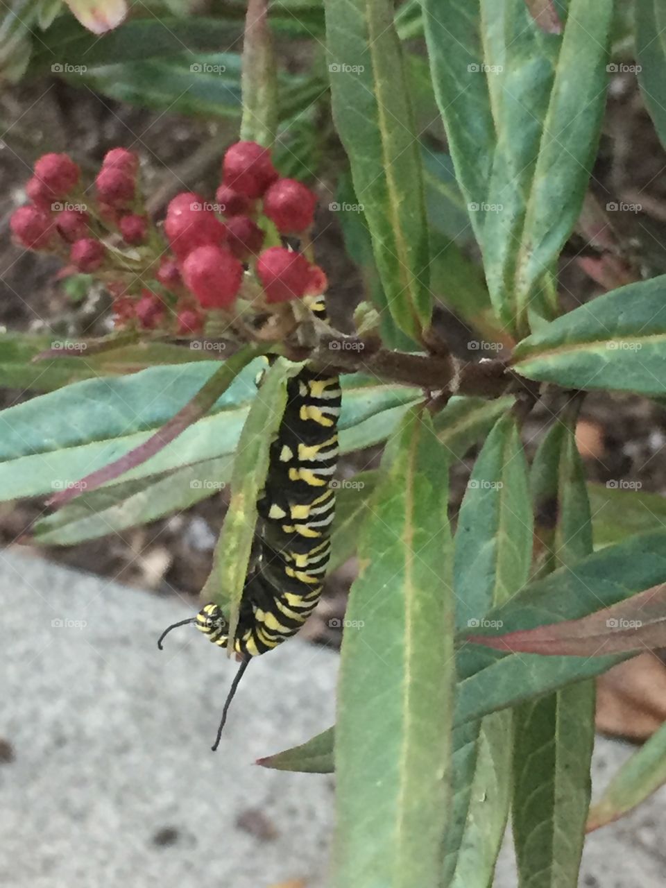 Monarch caterpillar 