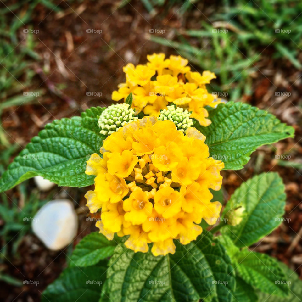 🌹 🇺🇸 Very beautiful flowers to brighten our day.  Live nature and its beauty. Did you like the delicate petals? / 🇧🇷 Flores muito bonitas para alegrar nosso dia. Viva a natureza e sua beleza. Gostaram das pétalas delicadas? 