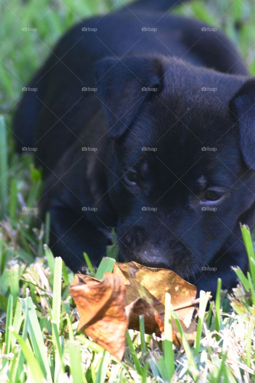 Black puppy 