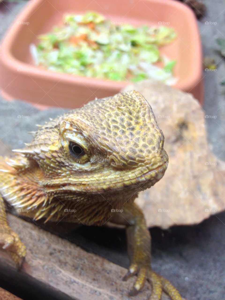 Macro shot of lizard