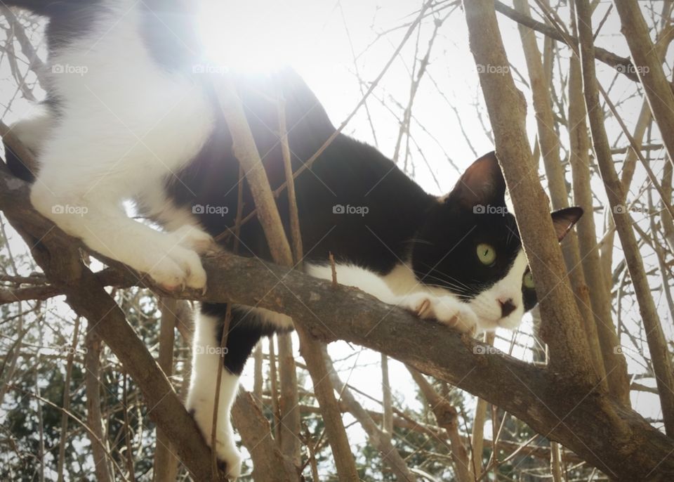 A black and white cat kitten in a tree