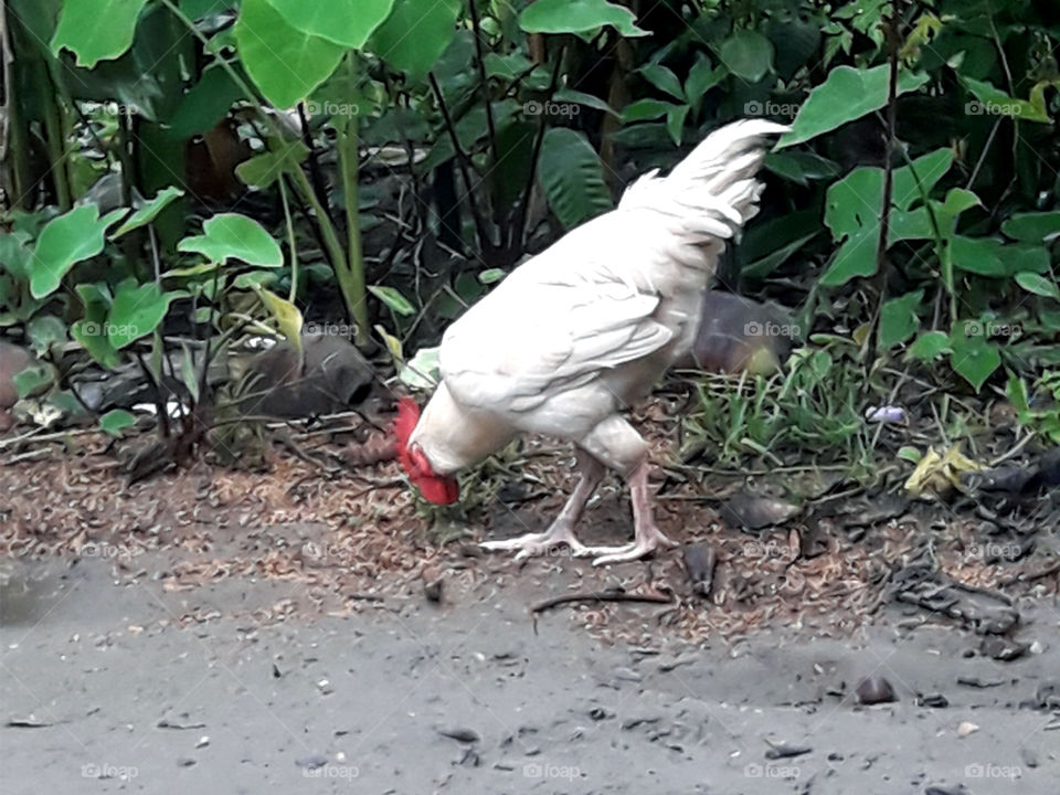 Cock Bird eating food.