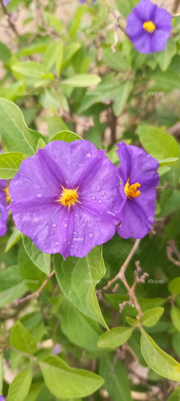 Campanas moradas amarillas y lluvia