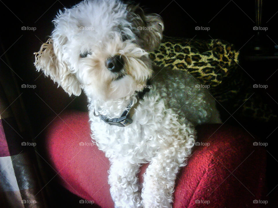 Poodle with cocked head . A white bichon poodle dog sitting on a chair with a cocked head looking at photographer