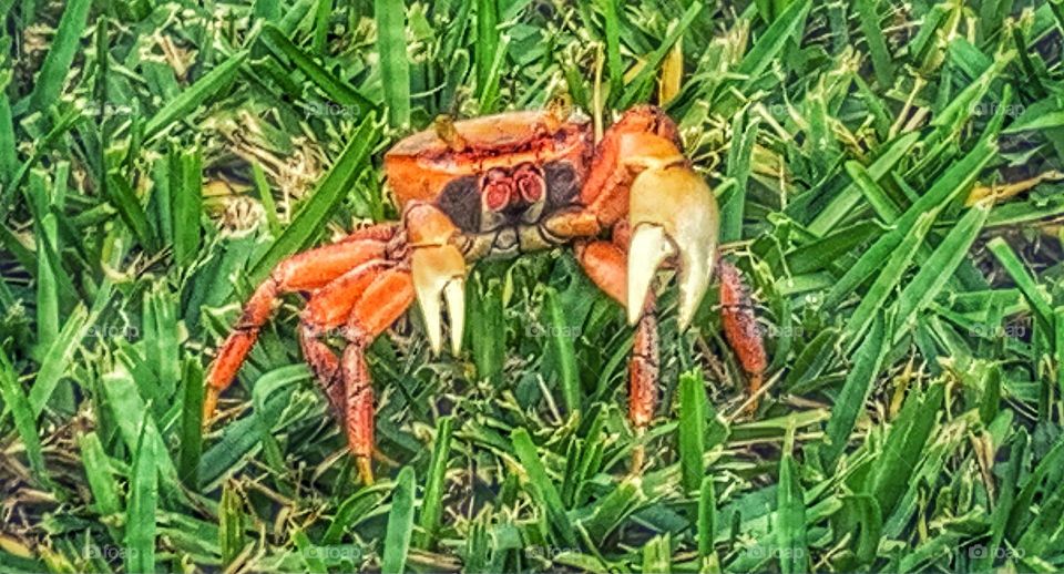 CRAB IN GRASS