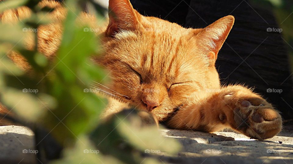 feline nap // Nikon D3500