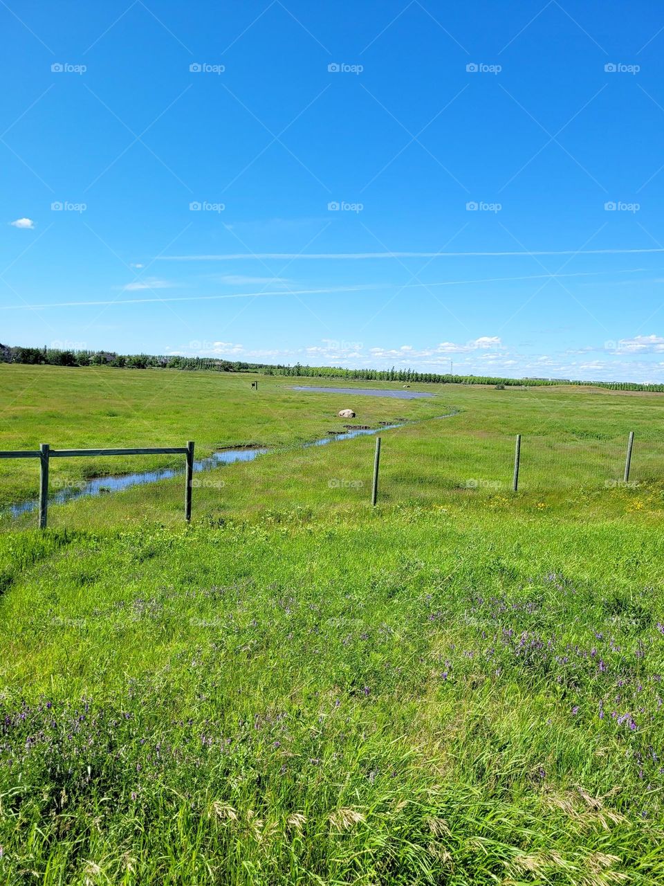 a big field full of life