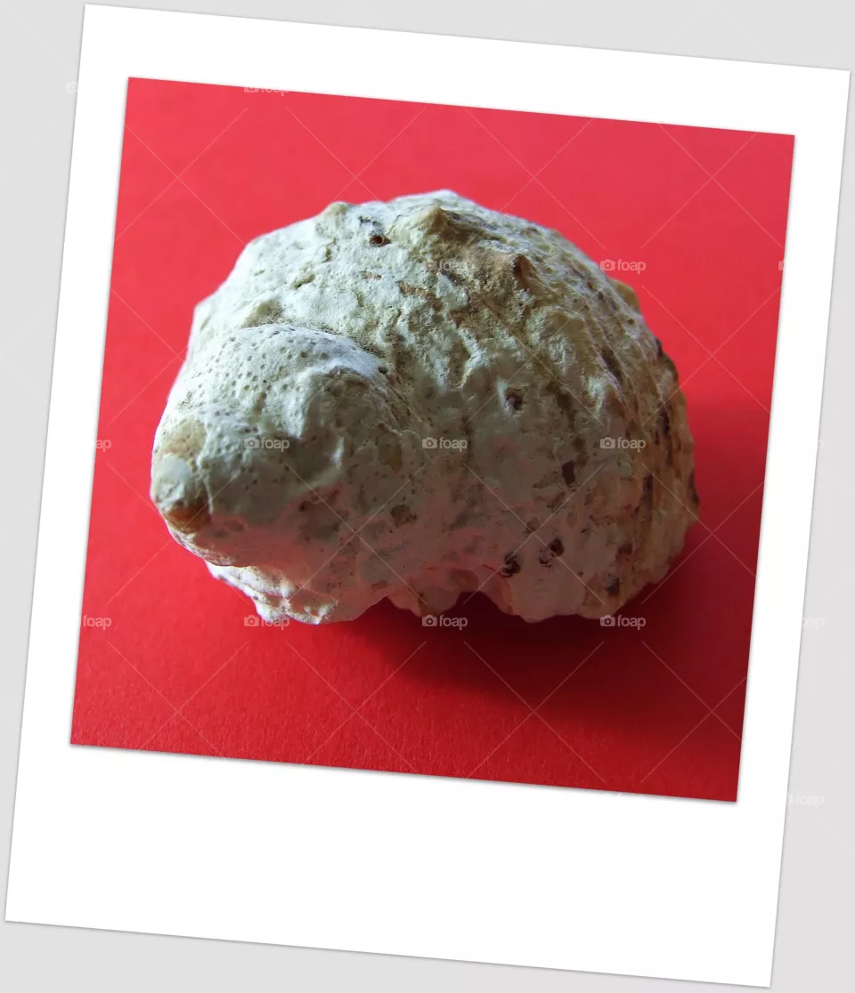 shell