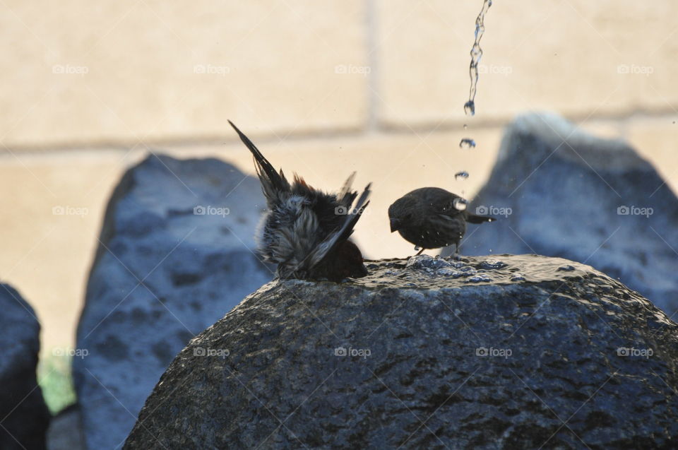 Bathing sparrows