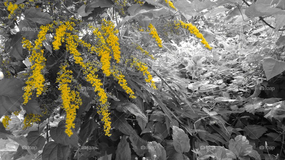 Oligoneuron selective color selective focus in summer 16x9