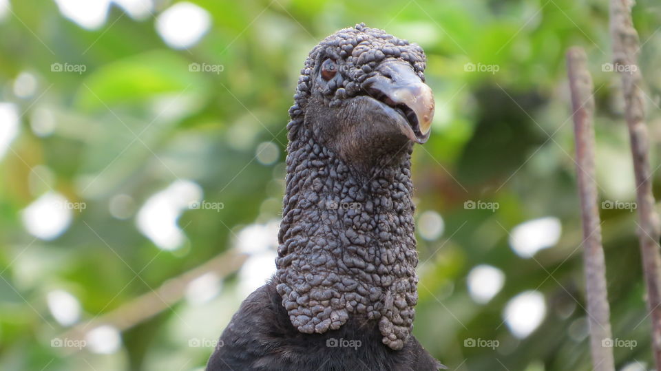 Vulture animal found in nature, death, butcher, black, native, wildlife, nature