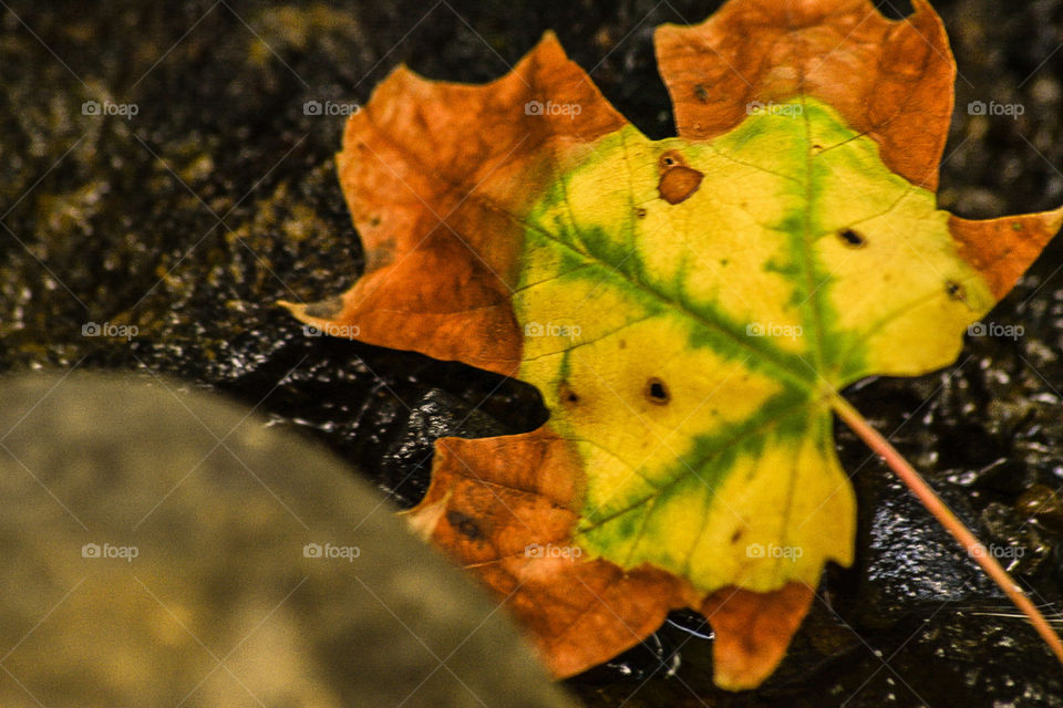 beautiful fall macro