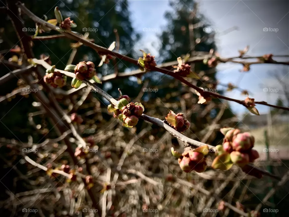 Spring
