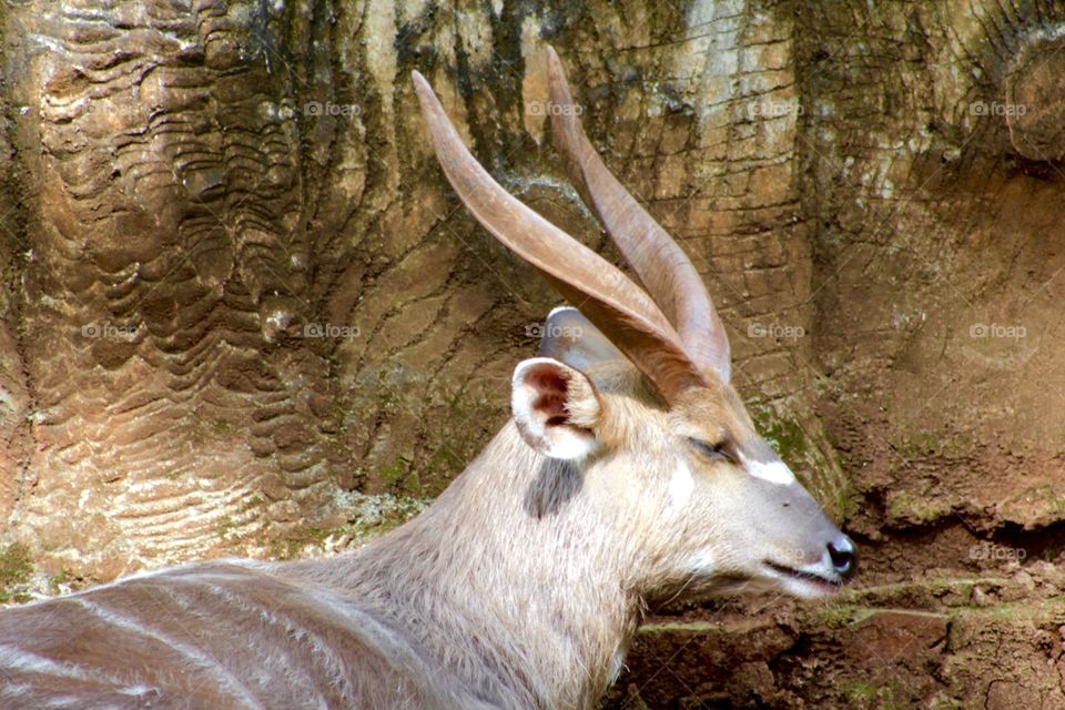 kijang (muntiacus muntjak). family of deer from indonesia