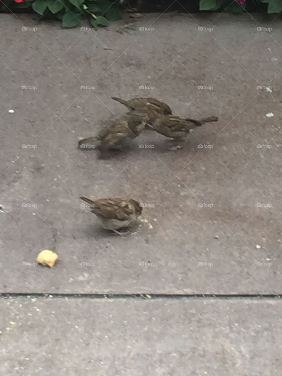NYC LUNCH FOR THE BIRDS